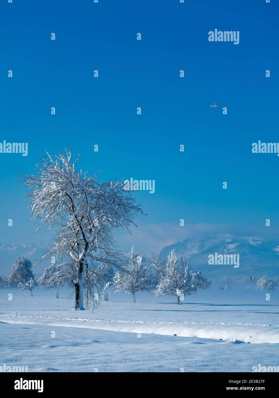 Einzelbaum im Winter Morgennebel. Verschneite Landschaft im Rheintal mit frisch verschneiten Feldern und Bäumen. Sonniger Tag mit blauem Himmel, Österreich Stockfoto