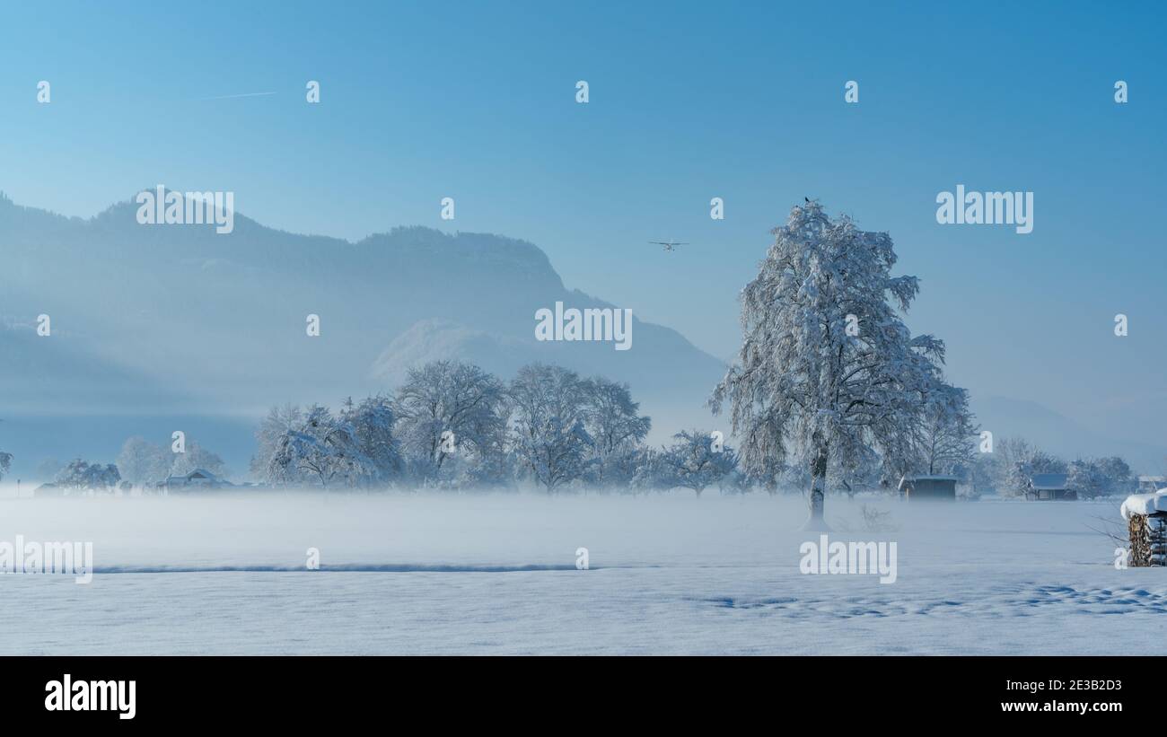 Einzelbaum im Winter Morgennebel. Verschneite Landschaft im Rheintal mit frisch verschneiten Feldern und Bäumen. Sonniger Tag mit blauem Himmel, Österreich Stockfoto