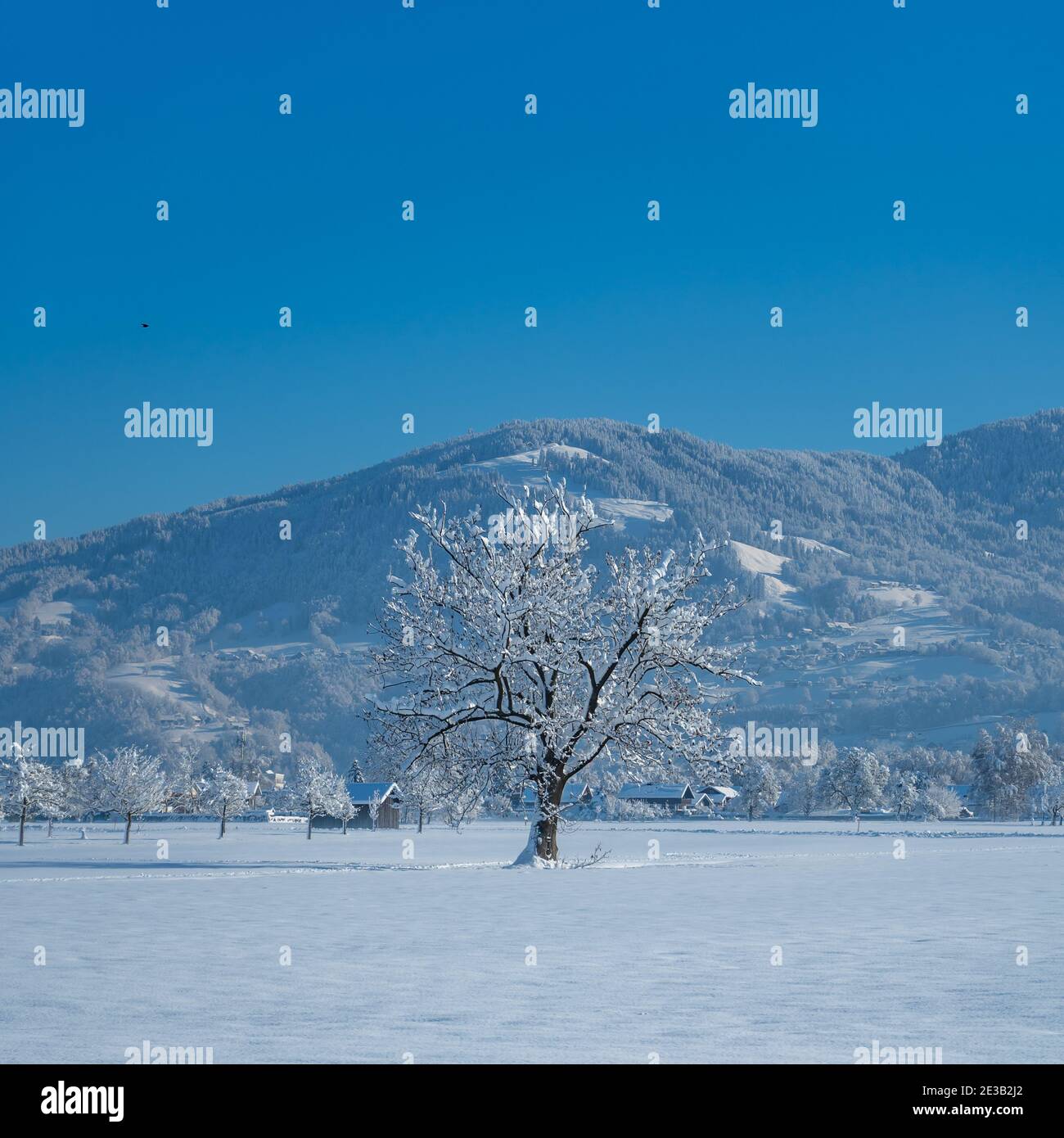 Einzelbaum im Winter Morgennebel. Verschneite Landschaft im Rheintal mit frisch verschneiten Feldern und Bäumen. Sonniger Tag mit blauem Himmel, Österreich Stockfoto