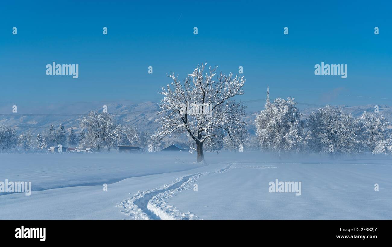 Einzelbaum im Winter Morgennebel. Verschneite Landschaft im Rheintal mit frisch verschneiten Feldern und Bäumen. Sonniger Tag mit blauem Himmel, Österreich Stockfoto