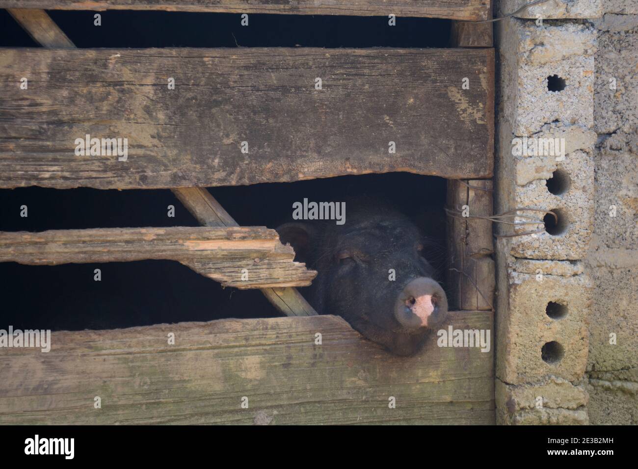 Schwarzes Hausschwein, das durch einen Holzschuppen in die Nase guckt Stockfoto