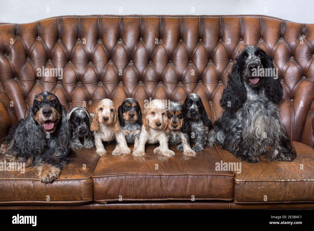 Riesige Familie von englischen Cocker Spaniel mit kleinen Welpen, posiert vor der Kamera auf der Zuchtstation, Nachkommen der europäischen Meister. Stockfoto