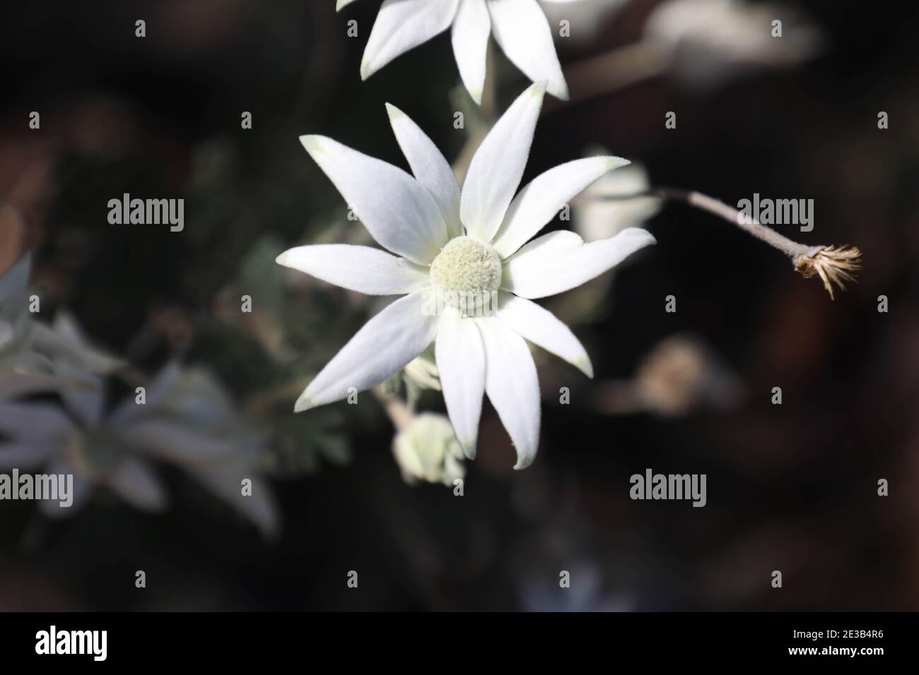 Flanellblumen (Actinotus helianthi) im Bouddi National Park, Central Coast, NSW, Australien Stockfoto