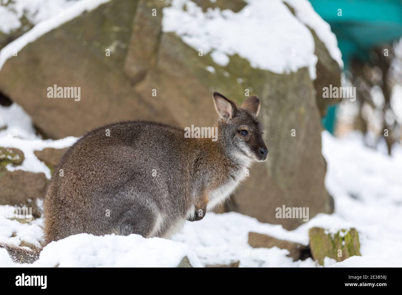 Red-necked Wallaby, Känguru (Macropus Rufogriseus) in weiß verschneiten winter Stockfoto