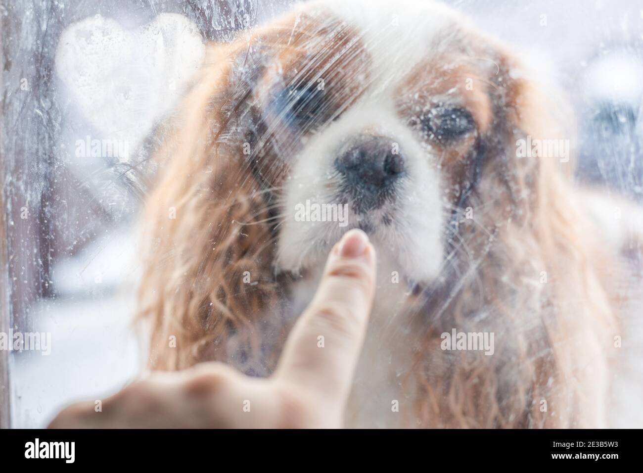 Unschärfe-Effekte wie im Kino durch schmutziges, unscharfes Glas. Finger berühren Gesicht von Cavalier King Charles Spaniel Hund durch gefrorenes Glas der Tür. Stockfoto