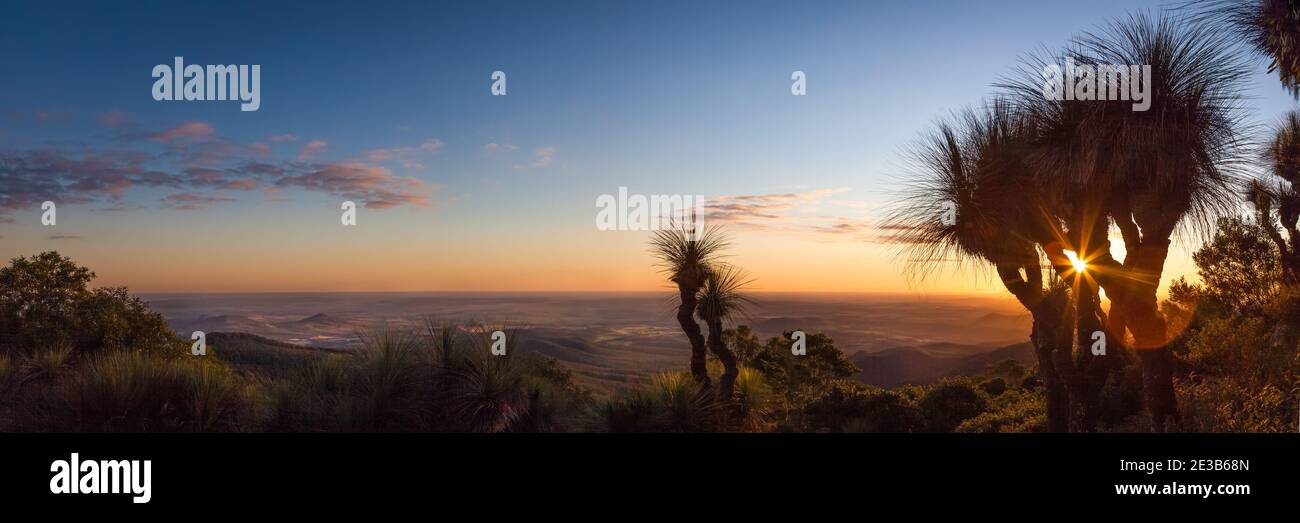 Sonnenuntergang durch die Grasbäume Stockfoto