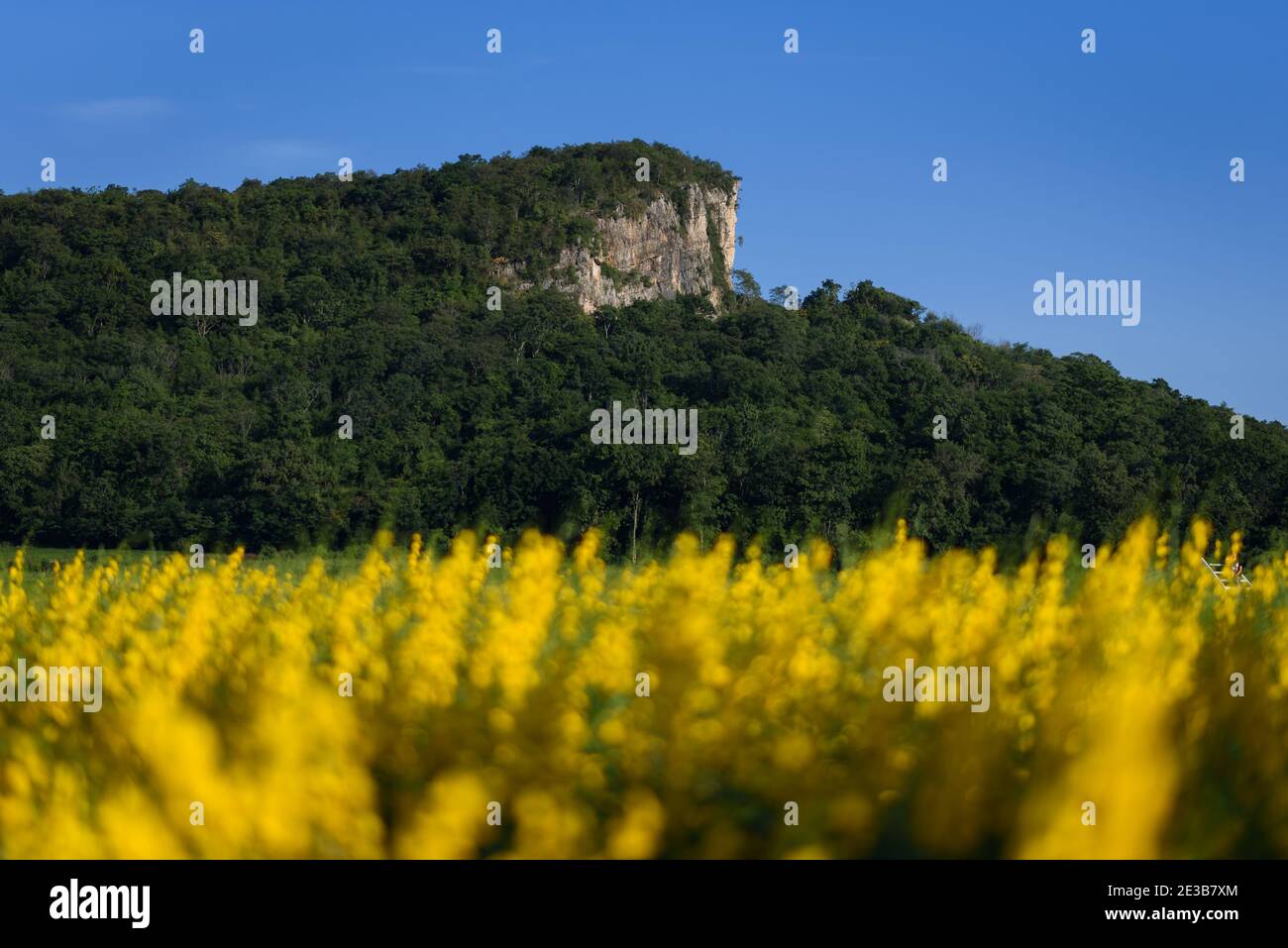 Die schöne Landschaft eines gelben Sonnen-Hanffeldes in der Provinz Nakhon Sawan, Thailand. Stockfoto