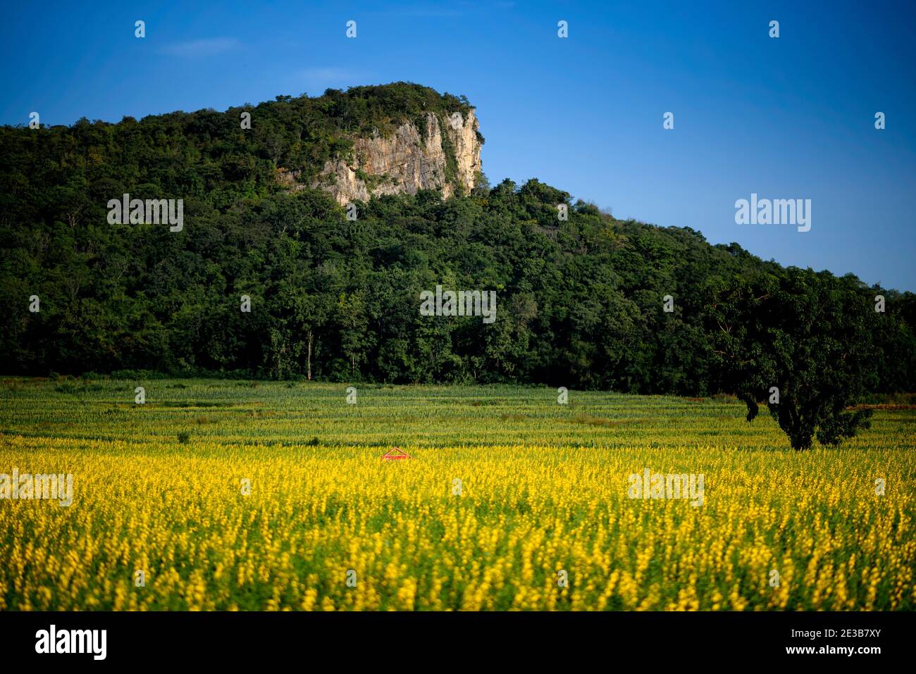 Die schöne Landschaft eines gelben Sonnen-Hanffeldes in der Provinz Nakhon Sawan, Thailand. Stockfoto