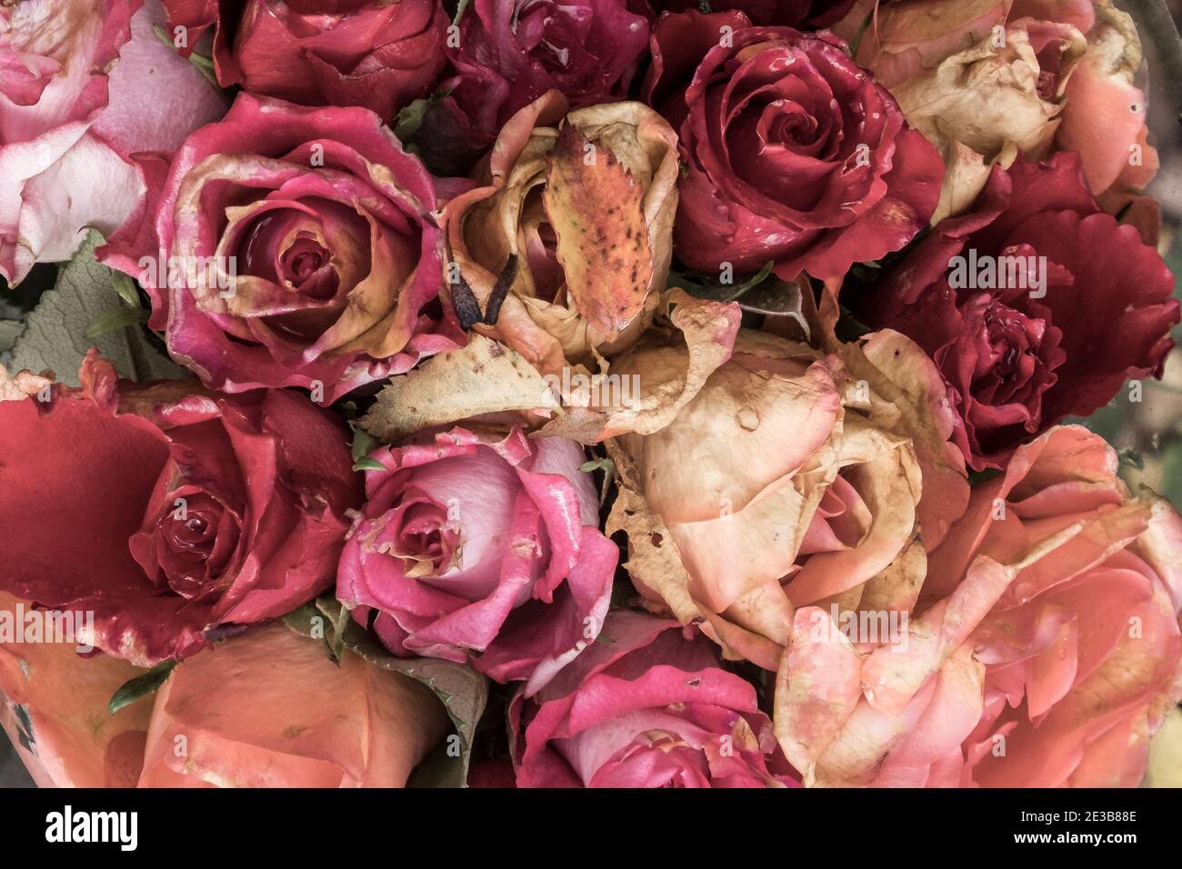 Die Überreste eines Straußes sterbender Rosen. Stockfoto