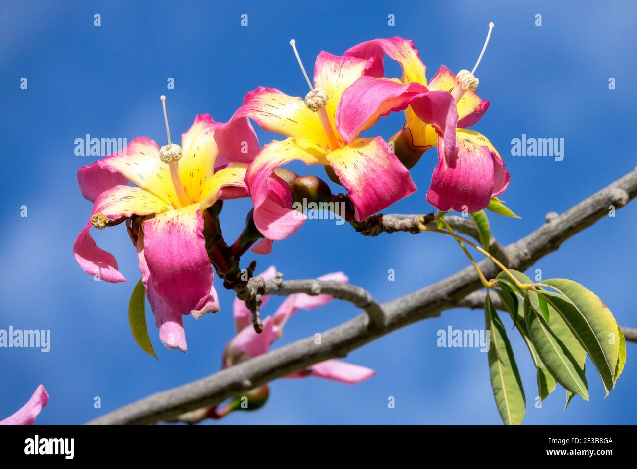 Blühende Ceiba speciosa Rosa Blume eines Seidenfloss-Baumes Spanien Stockfoto