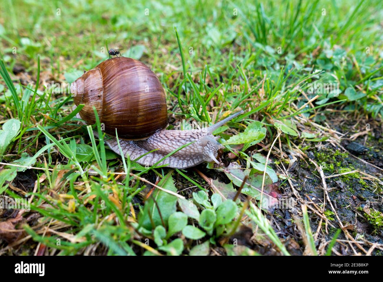 Helix pomatia, gebräuchliche Namen die römische Schnecke, Burgunder Schnecke, essbare Schnecke oder Escargot, Gartenschnecke auf dem Weg über etwas Gras Stockfoto