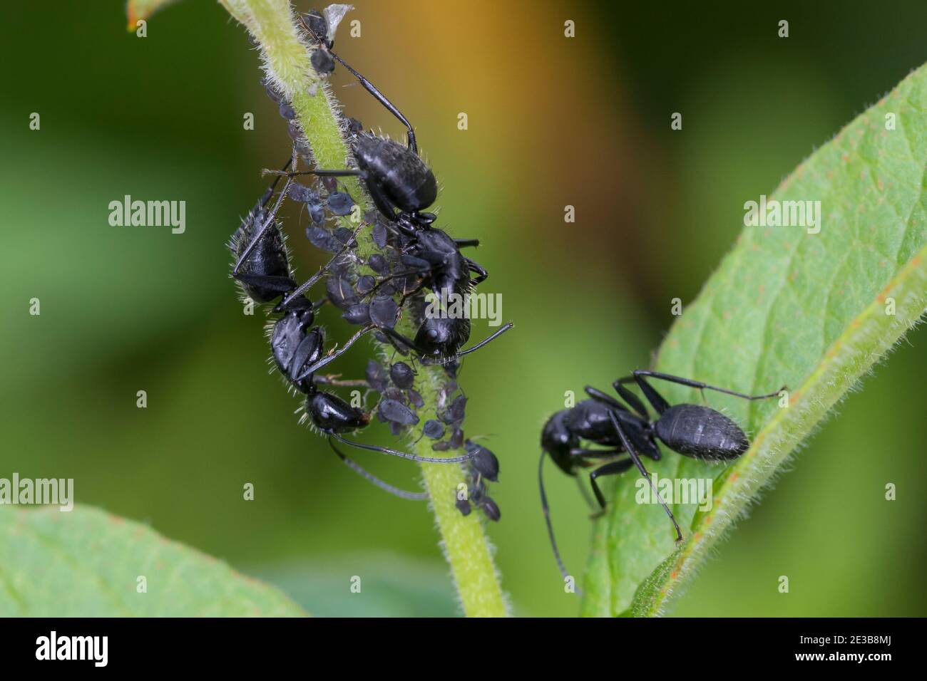 Haarige holzameise -Fotos und -Bildmaterial in hoher Auflösung – Alamy
