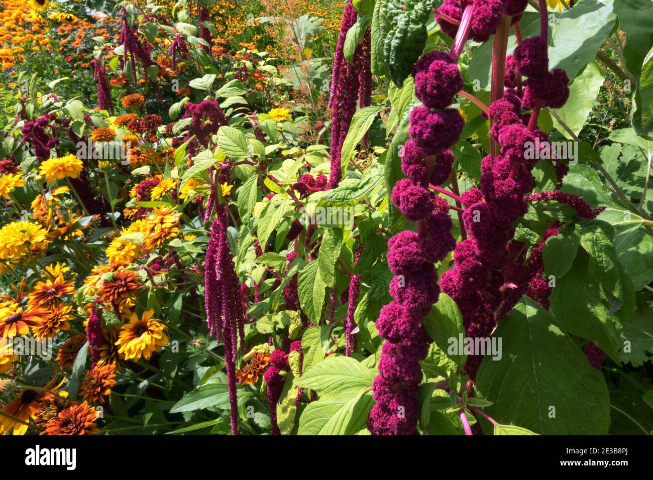 Bewachsene Gartenblumen Amaranth Rudbeckia Stockfoto
