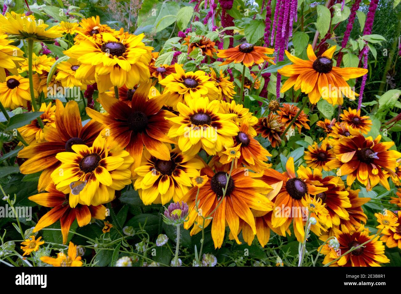 Überwucherte Gartenblumen im Sommer Rudbeckia Black Eyed susans Stockfoto