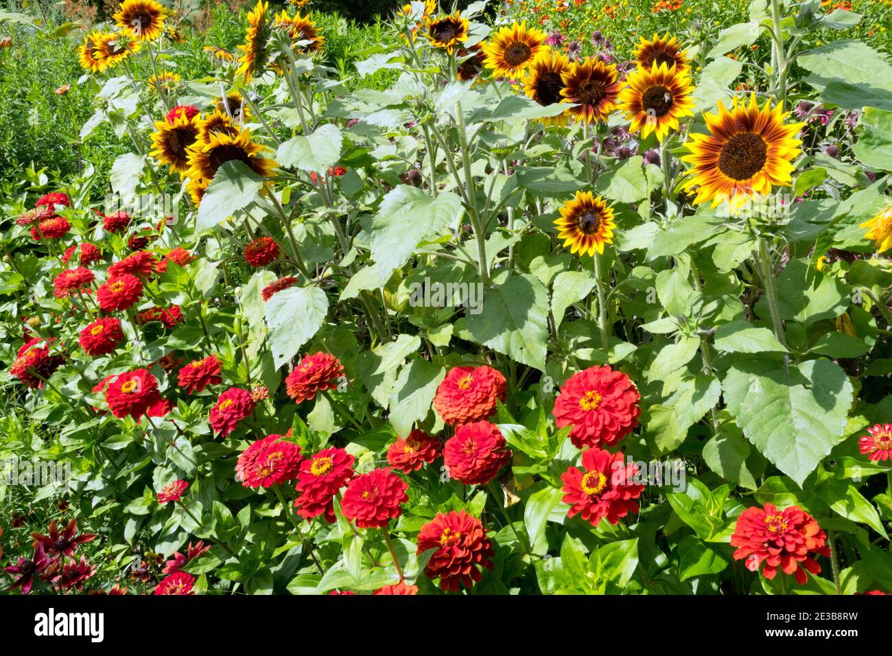 Sonnenblumen wachsen Zinnien jährliche Sonnenblumen Garten Sonnenblumen August blühende Sommer Helianthus annuus blühende Blumen leuchtendes Rot Stockfoto