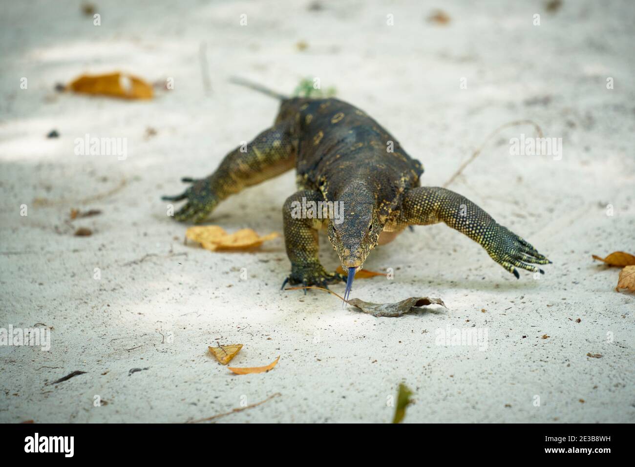 Warane haben lange Hälse, kräftige Schwänze und Krallen und gut entwickelte Gliedmaßen. Stockfoto