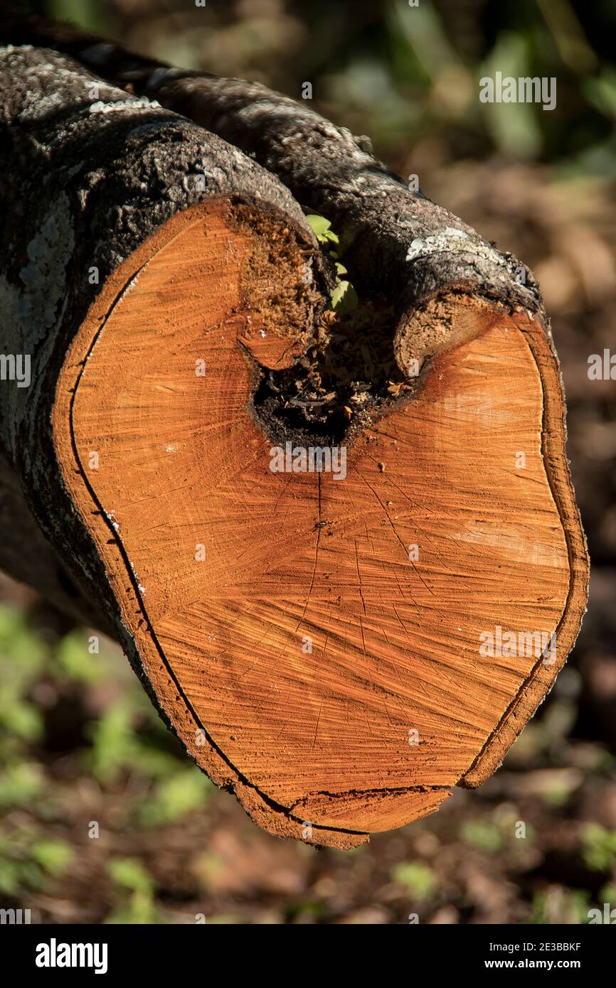 Ein herzförmiger Holzschnitt aus einem Avocado-Baum (Persea americana). Frisch gesägt bei Wartungsarbeiten in einem Obstgarten. Platz für die Botschaft zum Valentinstag. Stockfoto