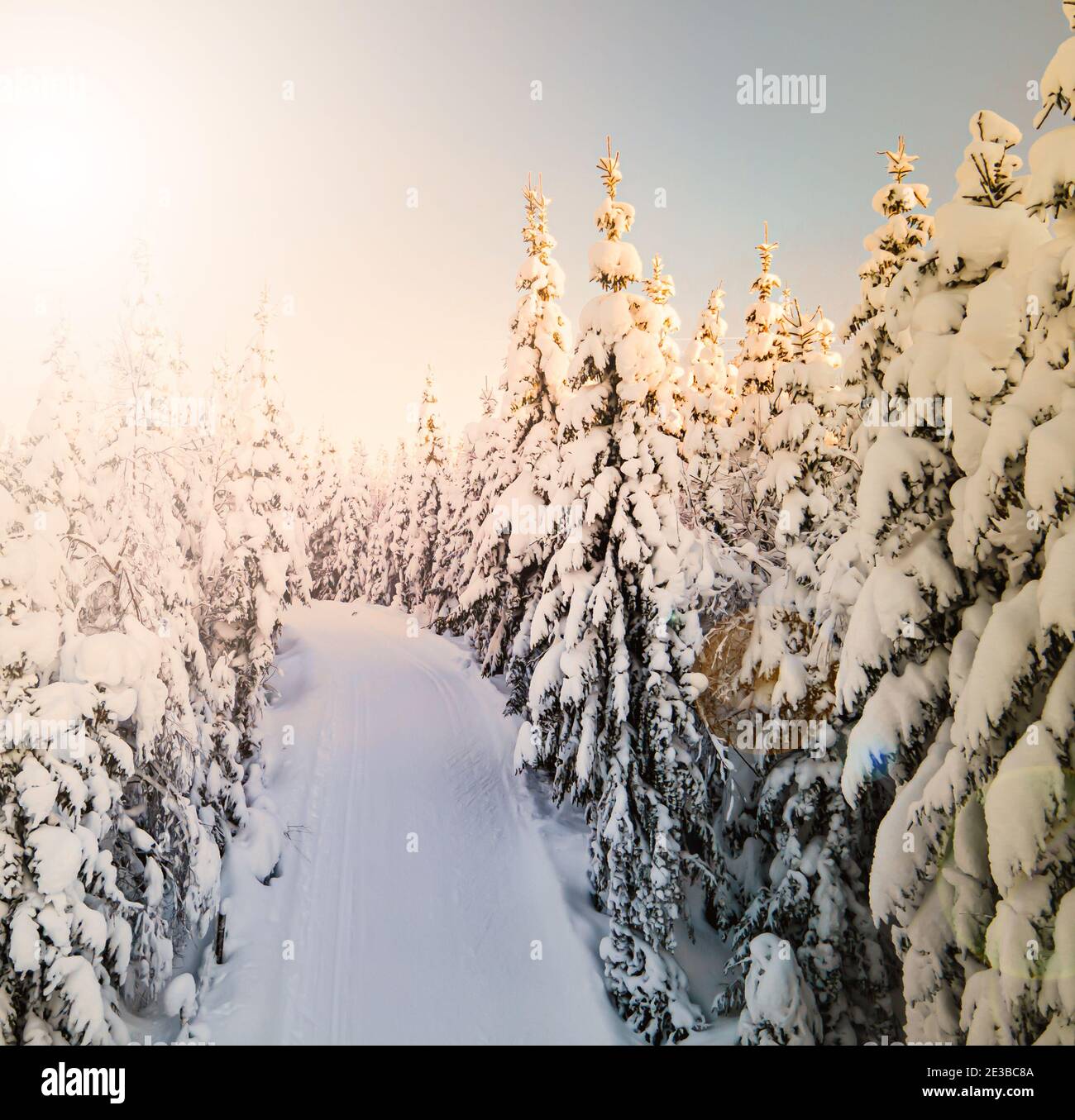 Langlaufloipe, die durch einen schneebedeckten Pinienwald führt. Stockfoto