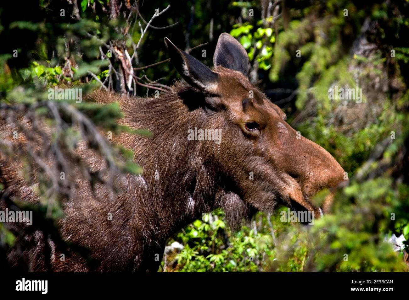 Alaskan Elch, unter den Bäumen verbarg - und den Fotografen ins Auge sehen!....Tycho Brahe (1546ñ1601), ein berühmter Physiker und Astronom, hatte ein Haustier e Stockfoto