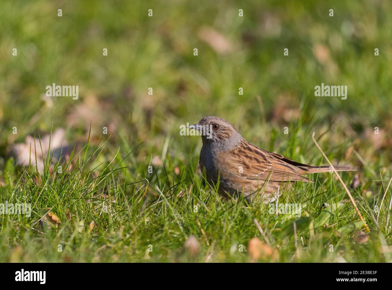 Dunnock - Prunella modularis, kleiner schüchterner Singvogel aus europäischen Gärten und Wäldern, Zlin, Tschechische Republik. Stockfoto