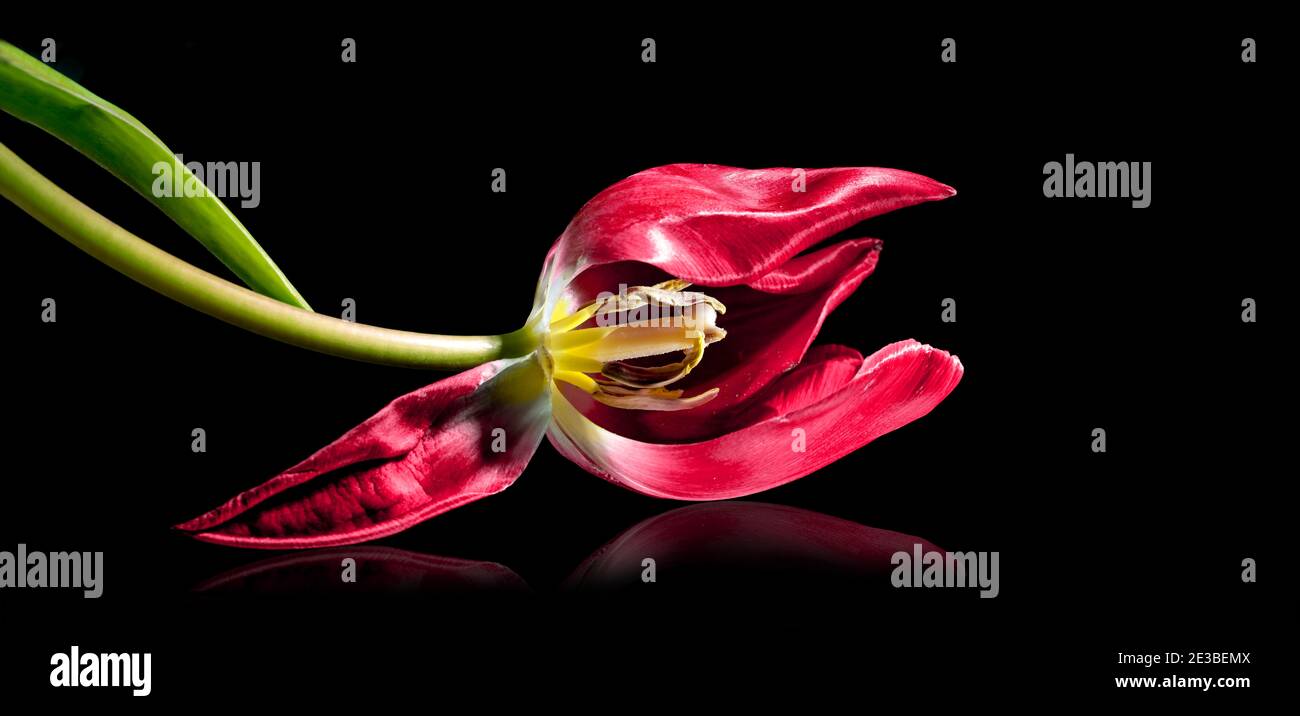 Liegende rote Tulpe mit Staubgefäß und Pistill, isoliert mit kleiner Reflexion auf schwarzem Hintergrund, Liebessymbol oder Konzept für Werden und Vergehen, Kopie sp Stockfoto