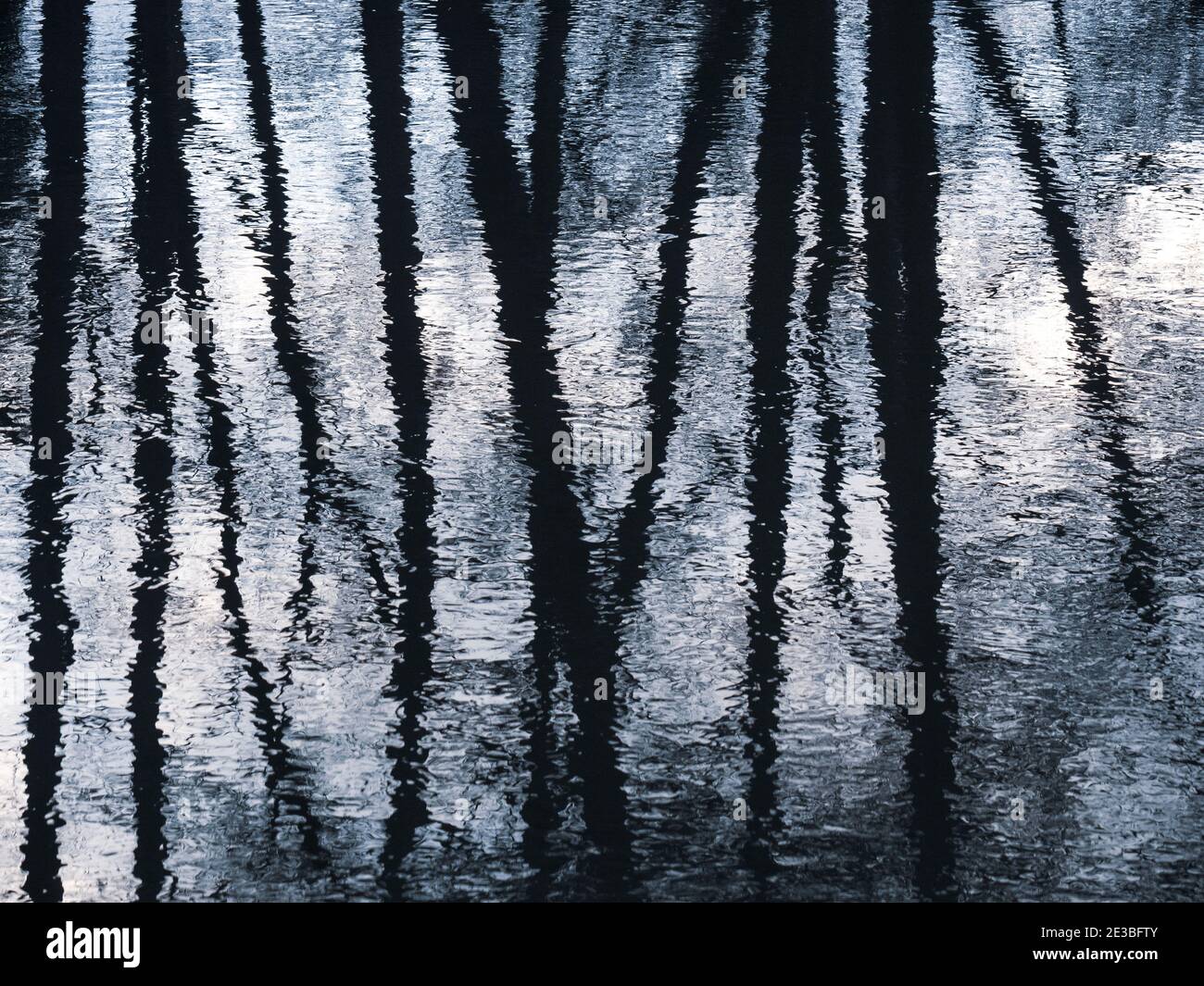 Schwarz-Weiß-Landschaft mit Baumreflexionen, River Kennet, Reading, Berkshire, England, Großbritannien, GB. Stockfoto