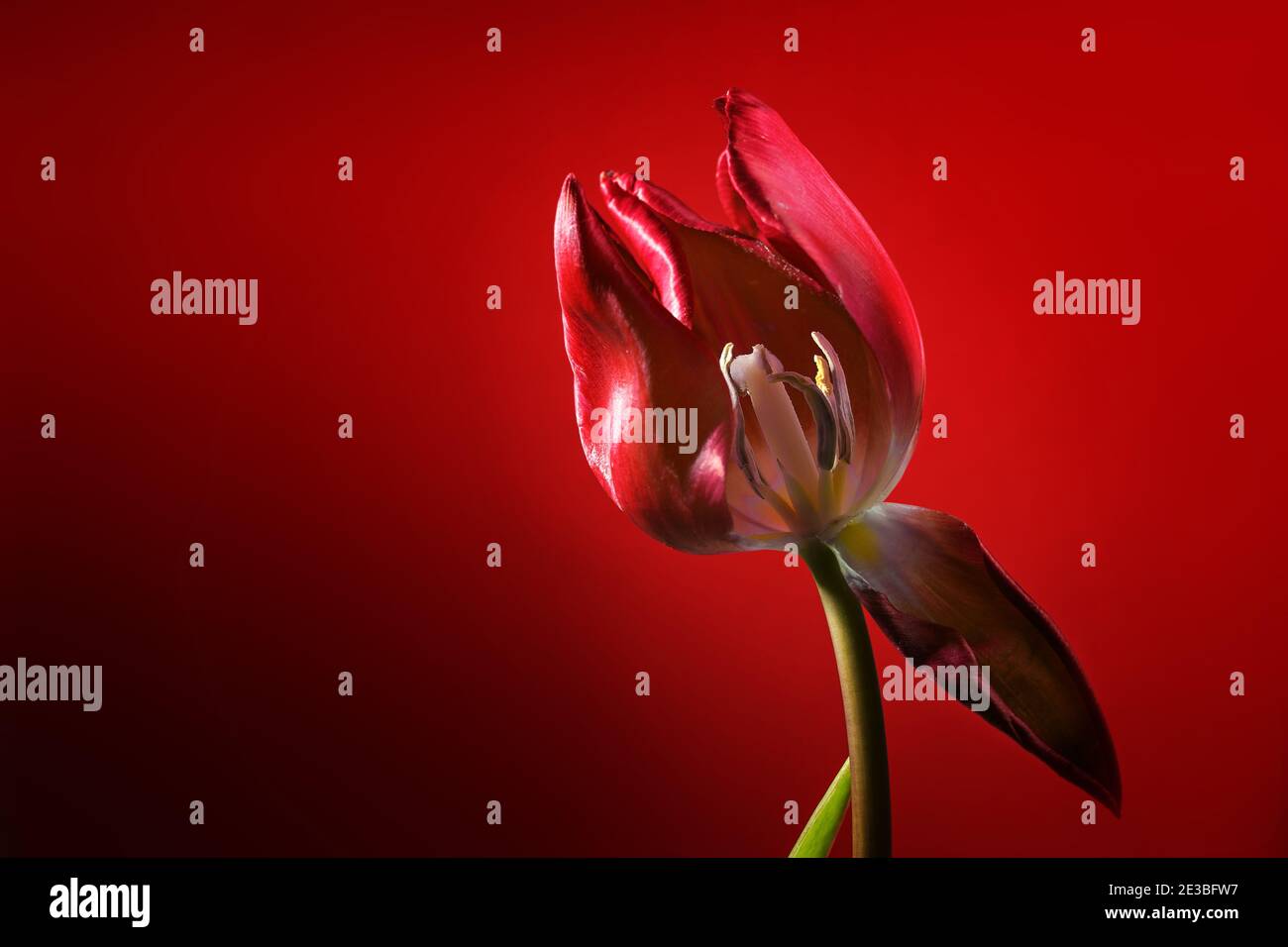 Rote Tulpe mit einem verwelkten Blütenblatt öffnet den Blick auf Stamen und Stempel, dunkelroter Hintergrund, Liebessymbol oder Konzept für Werden und Vergehen, Kopie sp Stockfoto