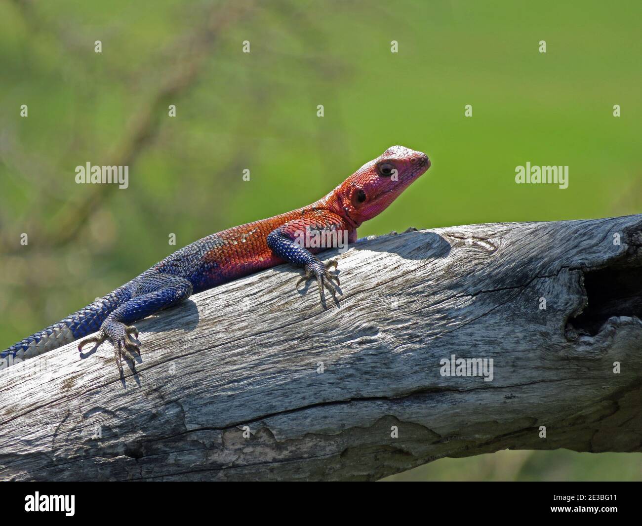 Männliche Namib Felsenagama, eine Art von Agamideidechse im Serengeti Nationalpark, Tansania Stockfoto