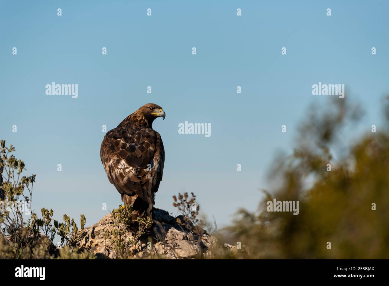Goldener Adler (Aquila chrysaetos), famale, auf dem Felsen der Spitze eines Berges, Provinz Alicante, Costa Blanca, Spanien Stockfoto