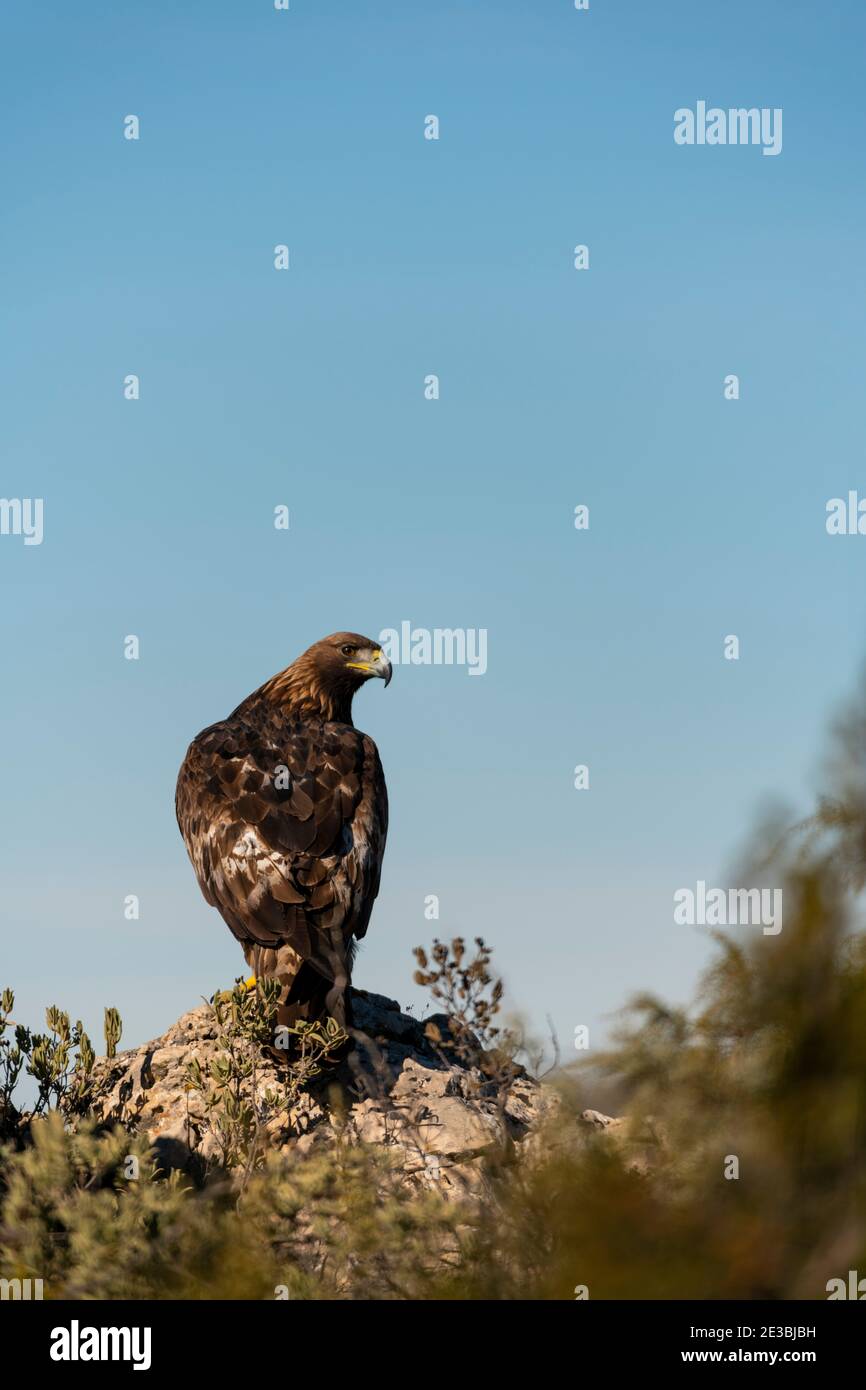 Goldener Adler (Aquila chrysaetos), famale, auf dem Felsen der Spitze eines Berges, Provinz Alicante, Costa Blanca, Spanien Stockfoto