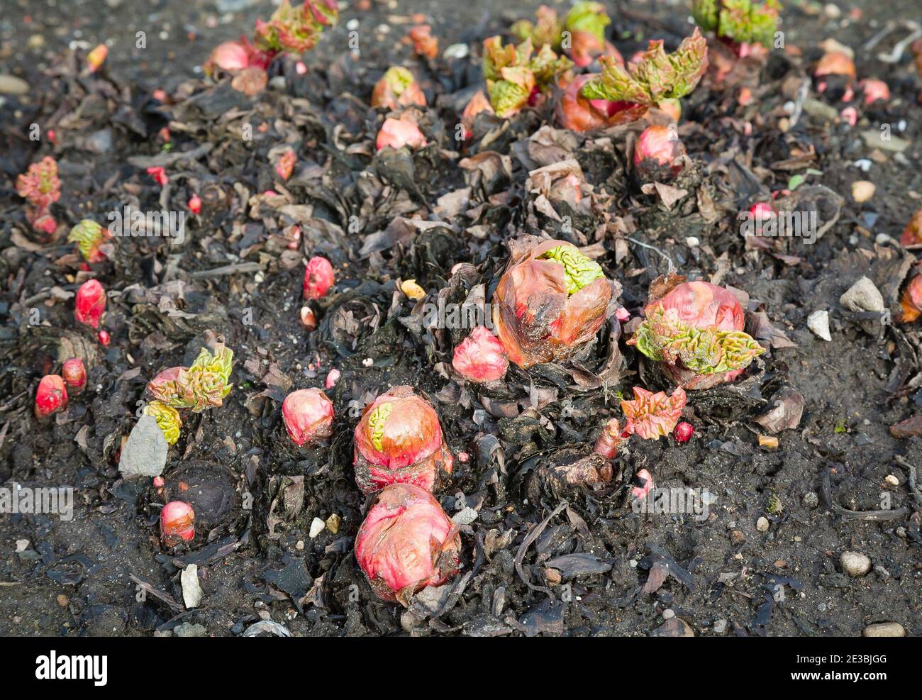 Rhabarber Pflanze, junge neue Triebe aus Garten Rhabarber Kronen in Boden, UK Gemüsegärten Stockfoto