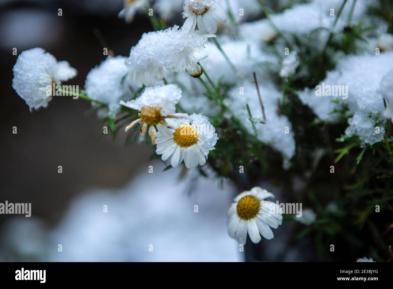 Margeriten im Schnee Stockfoto