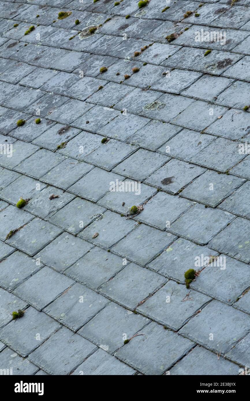 Schiefer Dachziegel, Nahaufnahme eines Ziegeldaches mit Moos und Flechten, UK Stockfoto