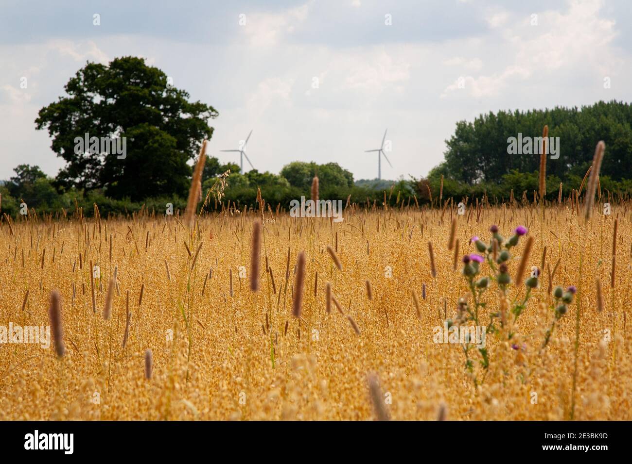 Sommerwiese mit Wildpflanzen und Windturbinen in der Ferne im Frühherbst. Oxford, England Stockfoto