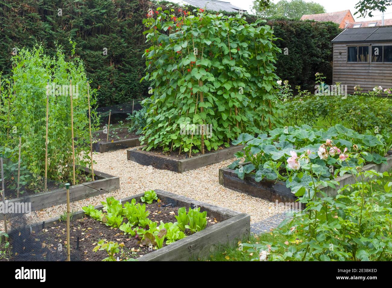 Gemüse wächst in einem großen Gemüsebeet in einem Garten in England, Großbritannien Stockfoto