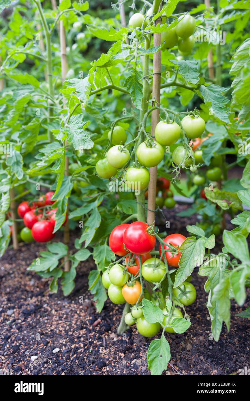 Tomaten wachsen im Freien. Tomatenpflanzen mit reifen, roten Tomaten draußen in einem Garten in England, Großbritannien Stockfoto