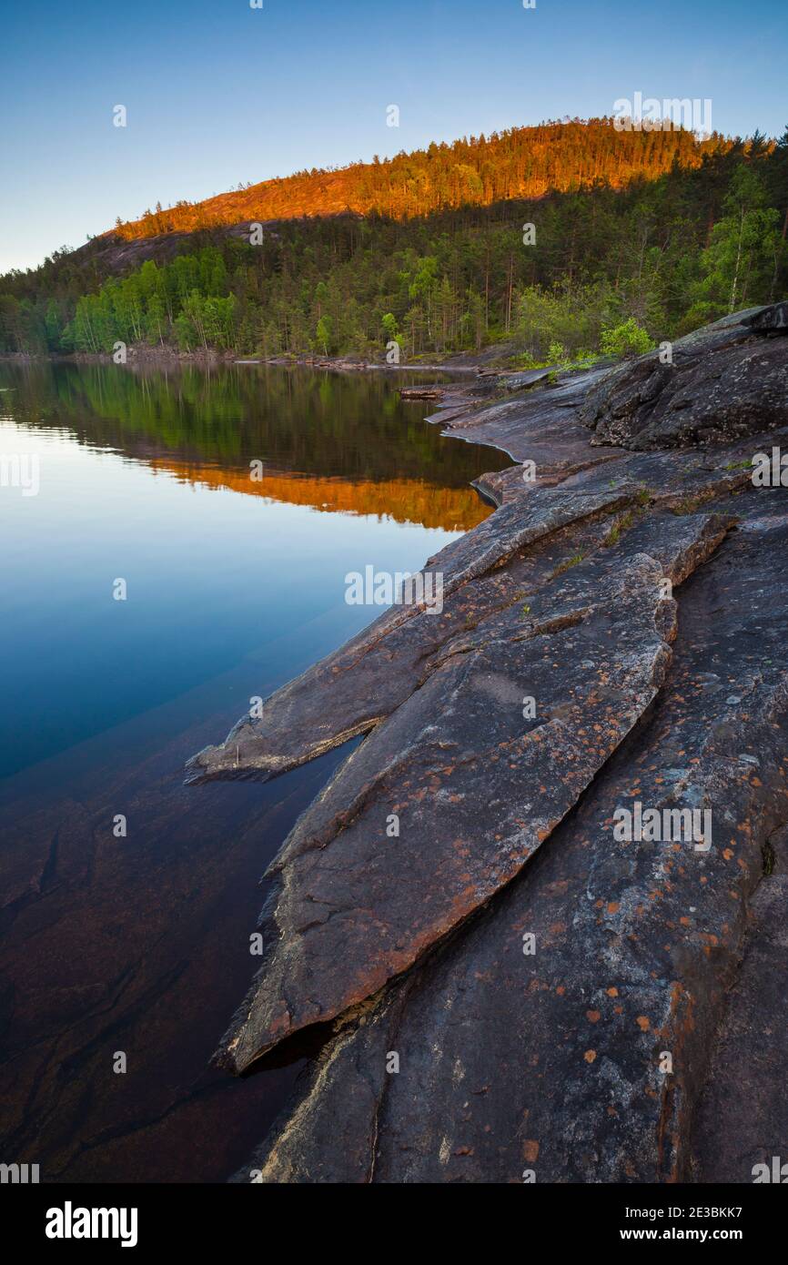 Abendsonne auf einem bewaldeten Hügel bei Reinsfoss in Nissedal, Telemark, Norwegen. Stockfoto