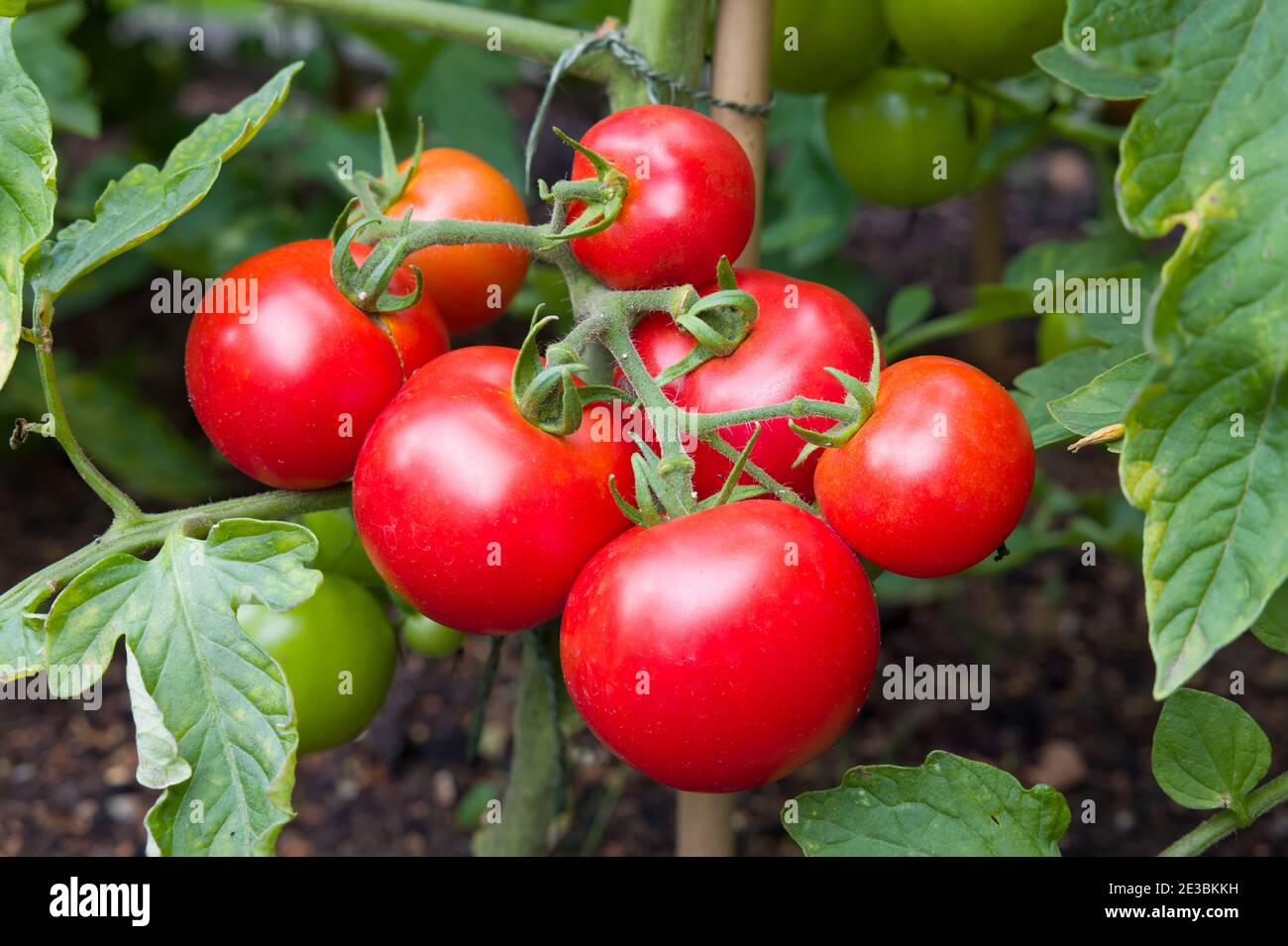 Reife rote Tomaten wachsen auf einer Weinrebe in einem Gemüsegarten, England, Großbritannien Stockfoto