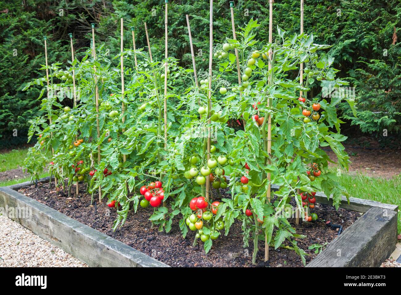 Tomatenpflanzen mit reifen roten Tomaten wachsen im Freien, draußen, in einem Garten in England, Großbritannien Stockfoto