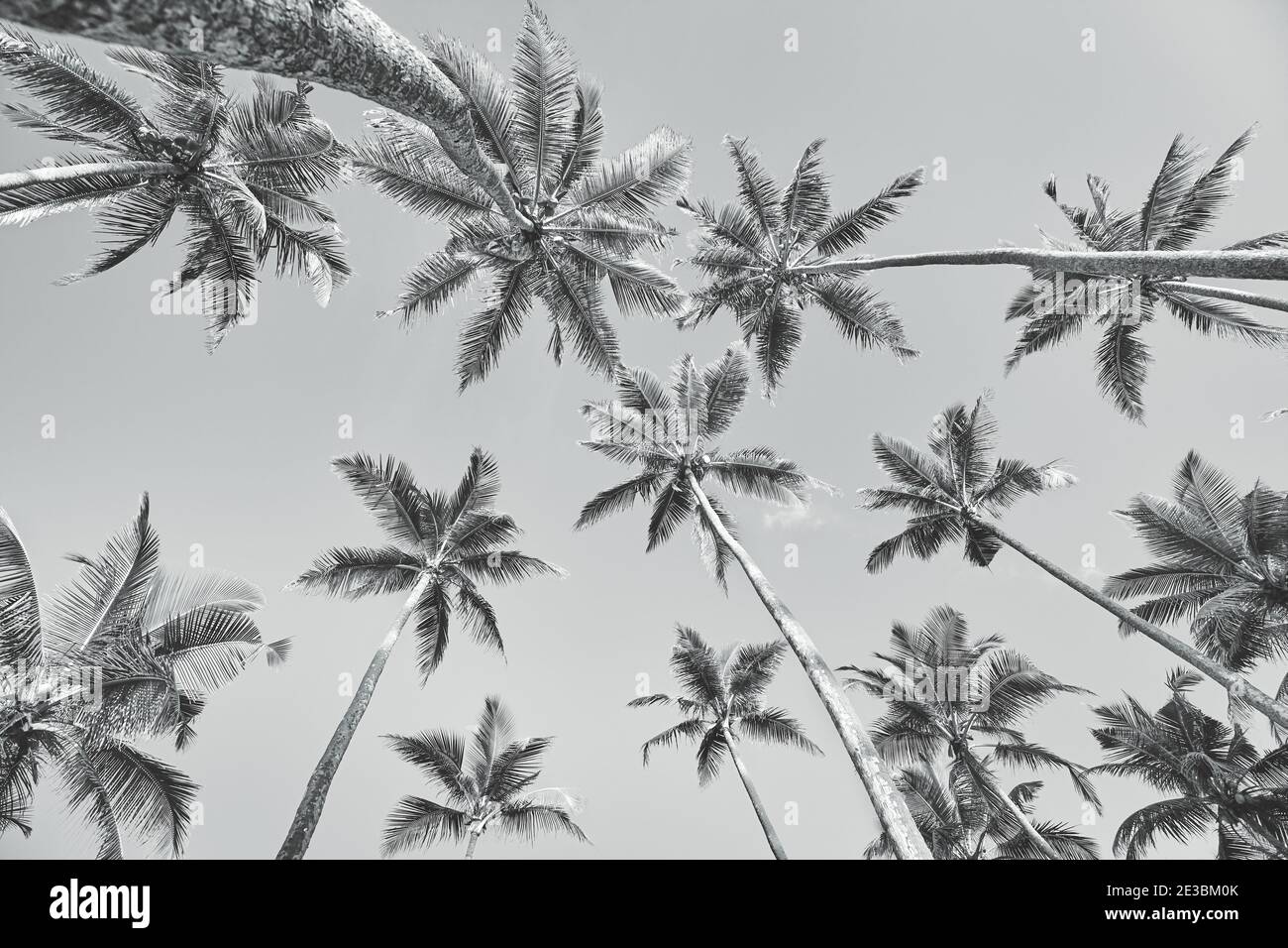 Blick auf Kokospalmen, schwarz-weiß Sommer Urlaub Bild. Stockfoto