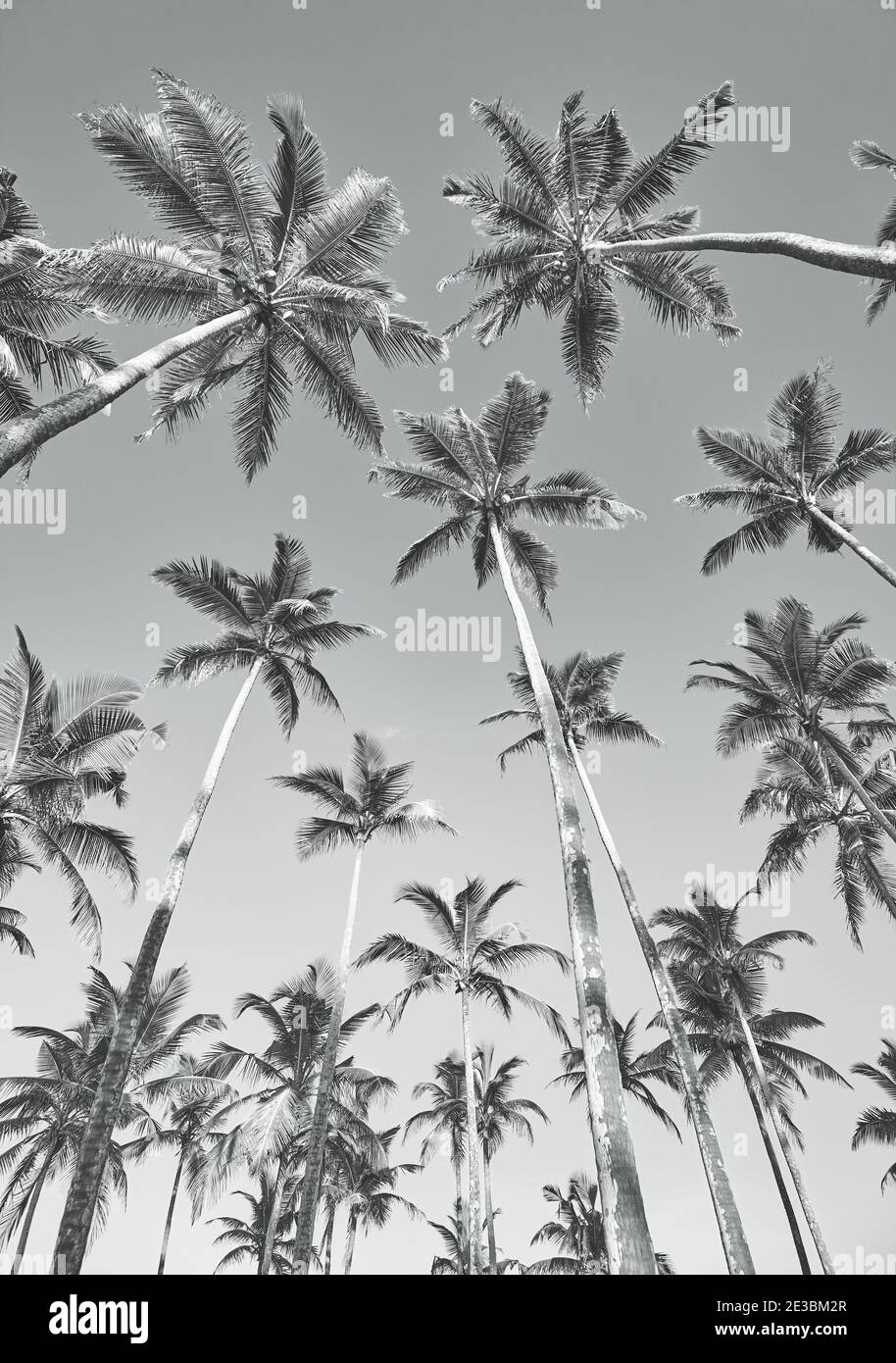 Blick auf Kokospalmen, schwarz-weiß Sommer Urlaub Bild. Stockfoto