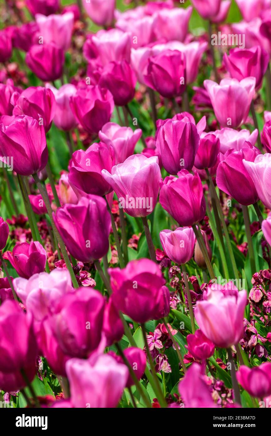 Tulpenhintergrund (tulipa) eine frühlingsblühende Pflanze mit einer rosafarbenen Frühlingsblume in einem öffentlichen Park im März und April, Stockfoto Stockfoto