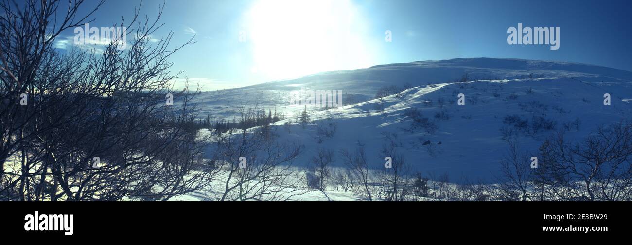 Skandinavisches Hochplateau im Winter. Das Panorama zeigt deutlich die Grenze von Nadelwald und Bergtundra. Im Vordergrund Birke c Stockfoto