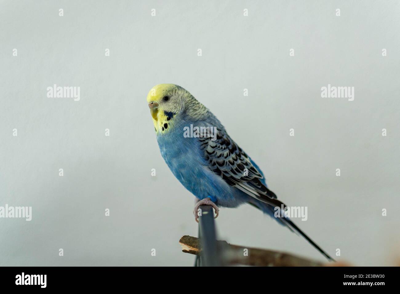Wellensittich in blau auf Käfig Stockfoto
