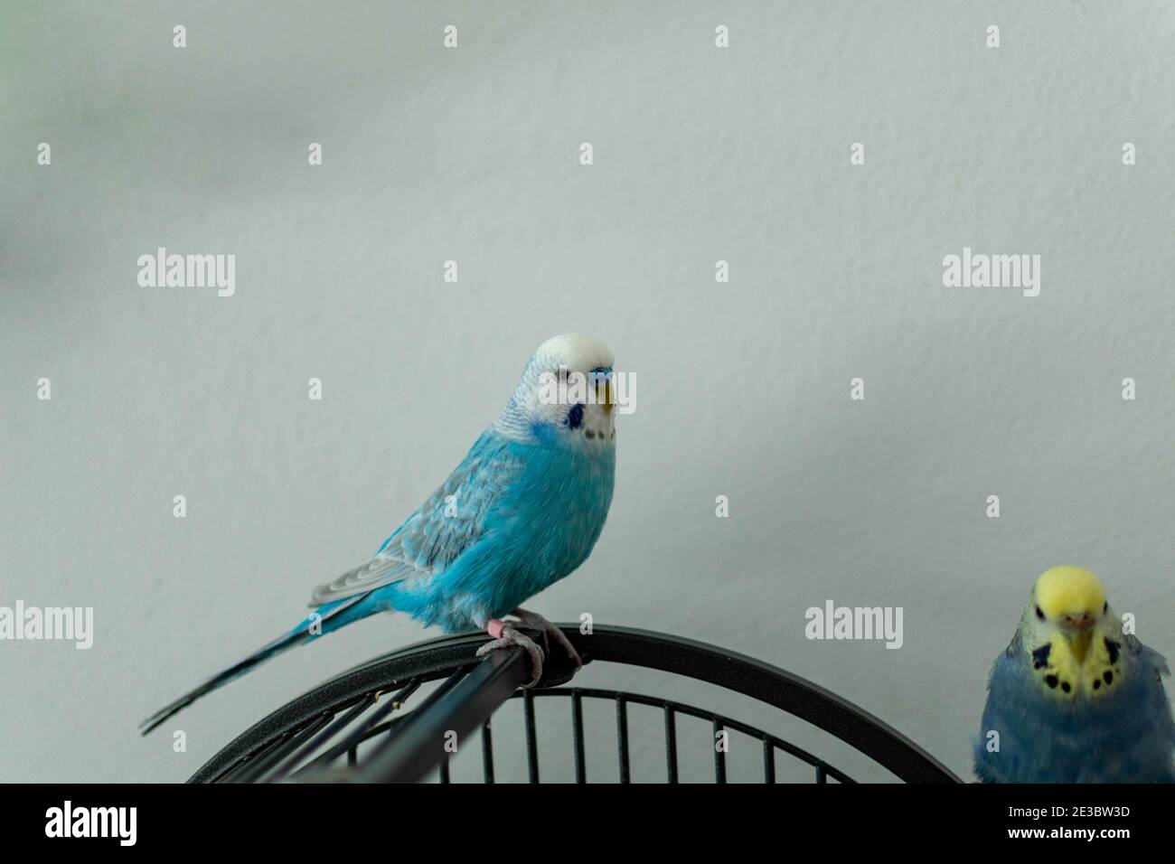 Wellensittich blau männlich allein auf Zweig Stockfoto