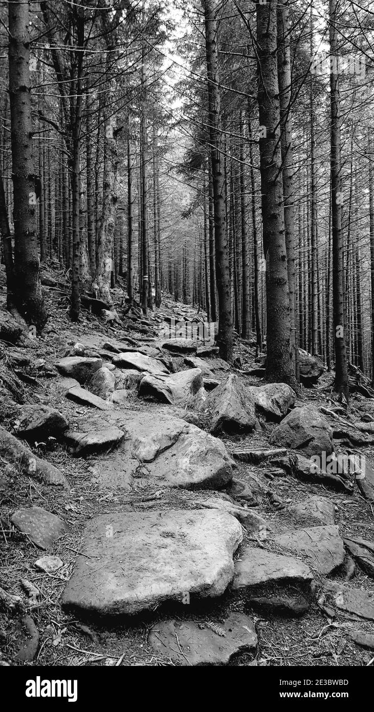 Waldweg in den Bergen. Dies ist Fichtenwald. Schwarzweiß-Bild. Marker ist auf einem der Bäume sichtbar. Stockfoto