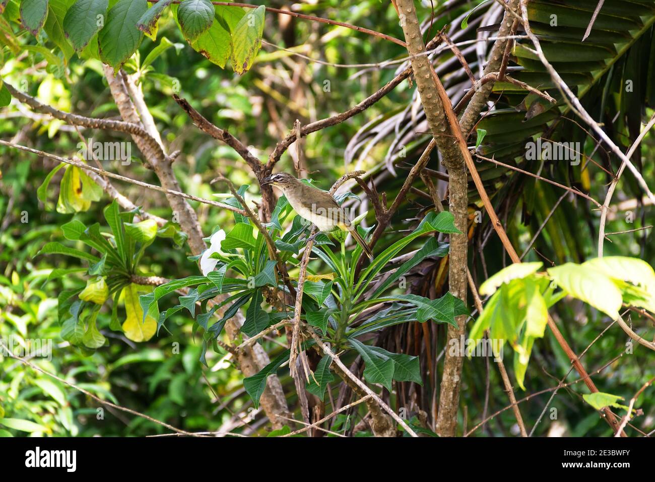 Winterregenwald mit weiß-gebräuntem Bulbul (Pycnonotus luteolus insulae). Sri Lanka Natur Stockfoto