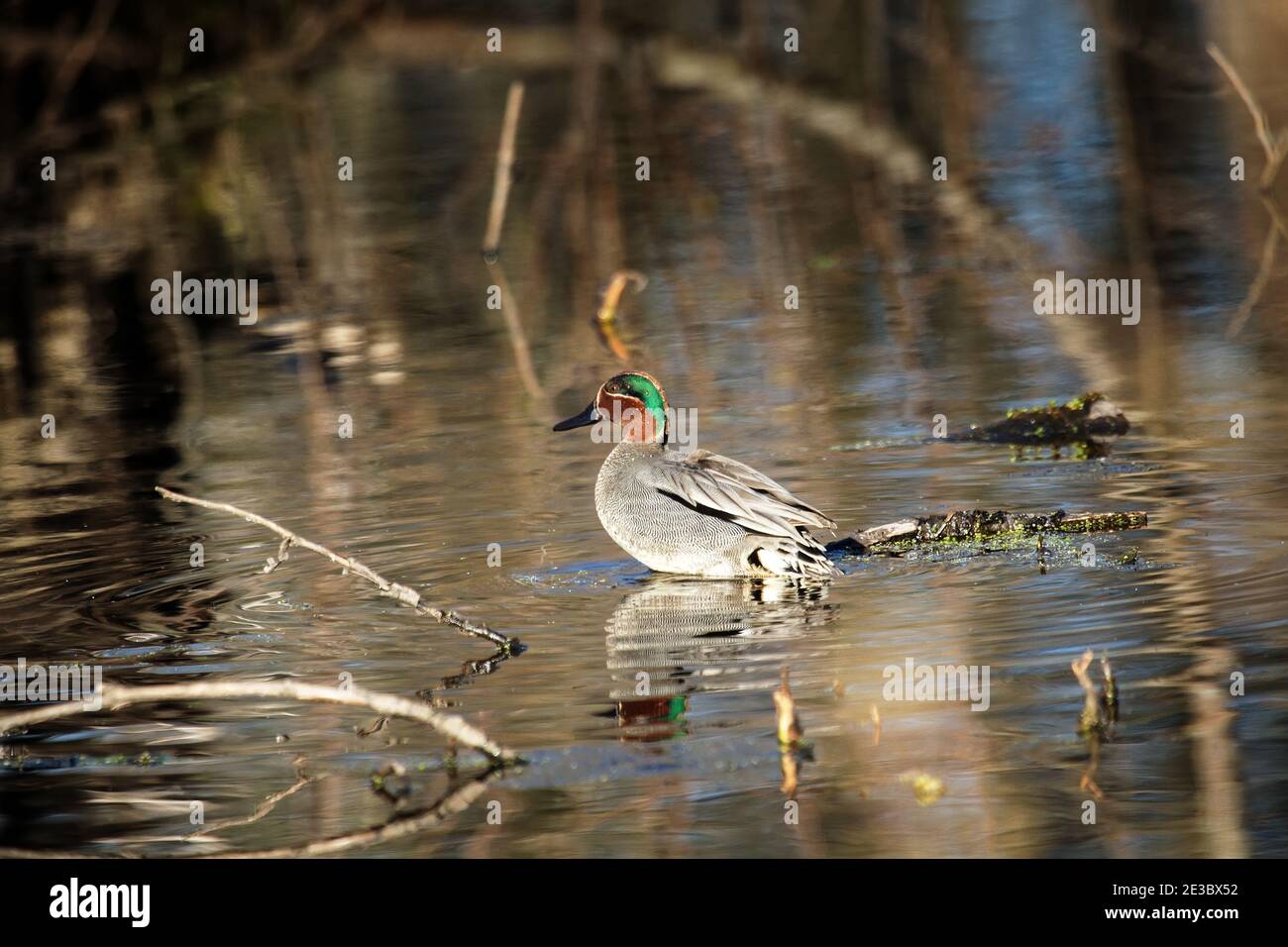 Männchen von Europäischer Teal (Anas crecca) in sehr luxuriösem hellem Gefieder am Seeufer. Frühling, Enten im Brutgefieder, Brutzeit Stockfoto