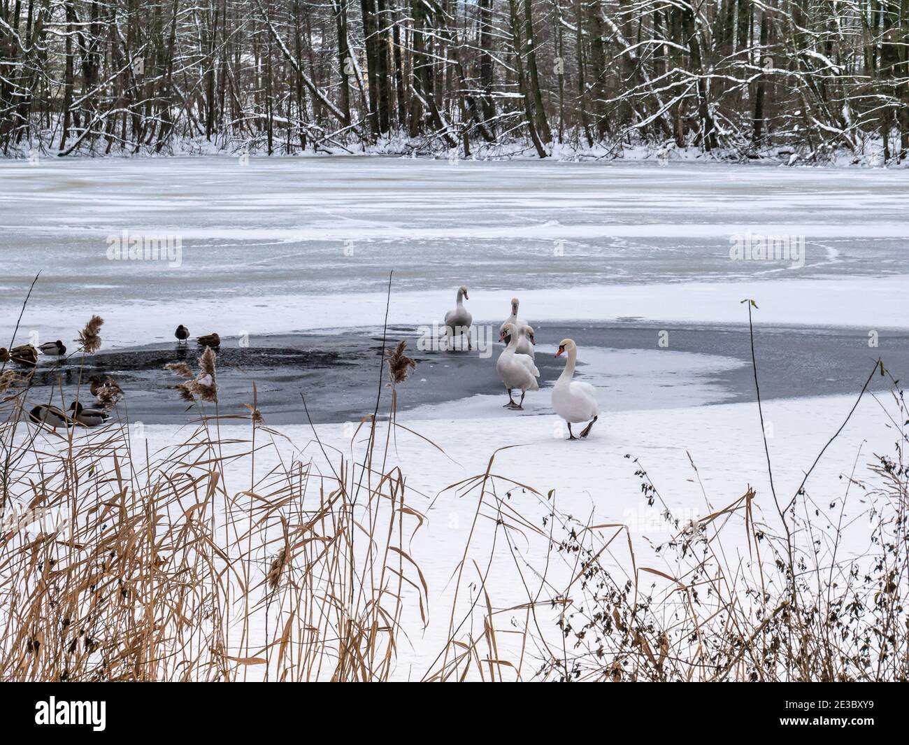 Gefrorener See mit Schwanen und Enten Stockfoto