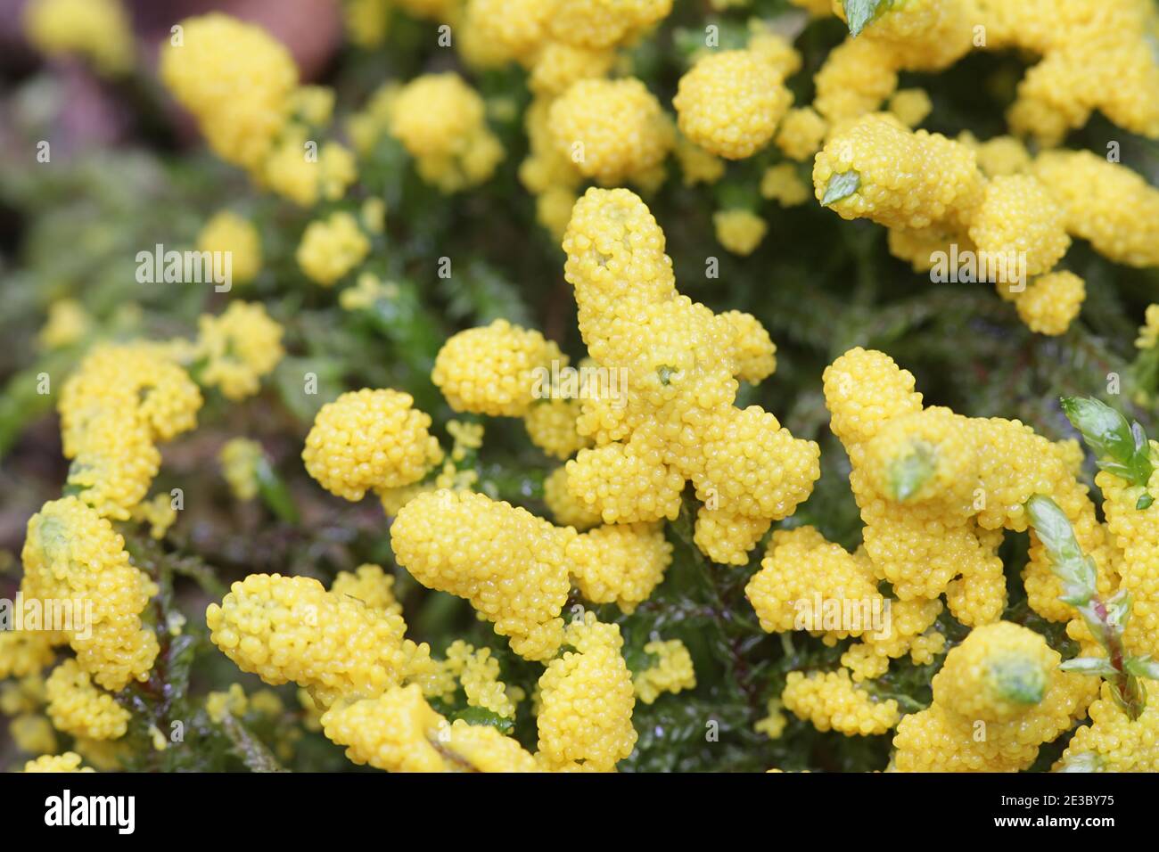 Physarum virescens, gelbe Schleimform der Ordnung Physarales Stockfoto